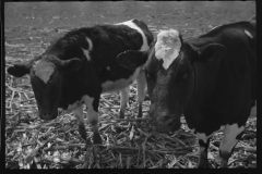 1260_Unknown cattle in unknown location