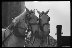 1265_Pair of fine grey horses harnessed and  ready for work , unknown farm and location