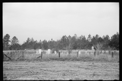 1390_Isolated cemetery , possibly near Hoffman , North Carolina