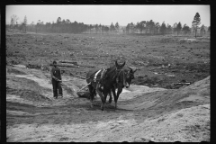 1392_Probably land clearance,  pair of horses hauling lumbar. possibly  North Carolina