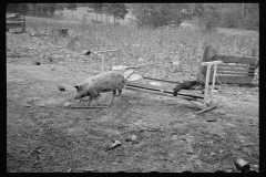 1399_ lone  sow in unknown yard and location