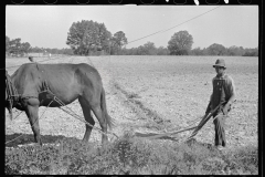 01540_Young African-American, Ploughing Roanoke farms  Enfield