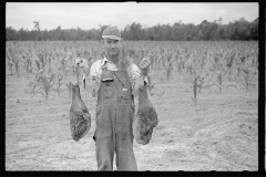 01543_Man with two legs of pork in a field of corn ,  Irwinville farms , Georgia