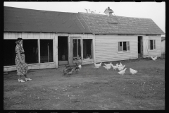 01568_Chickens in yard , farm dwelling,  Seward county , Nebraska