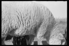 01570_ Sheep probably feeding , probably Seward County , Nebraska