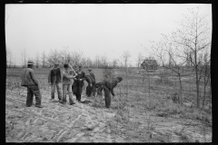 01575_Possibly planting Black Locust , Natchez Project  , Tennessee