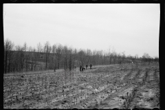 01576_01575_Possibly planting Black Locust , Natchez Project  , Tennessee