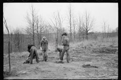 01578_Possibly planting Black Locust , Natchez Project  , Tennessee