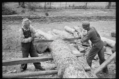 01593__Cutting timber  for further cutting into shingles , Tennessee