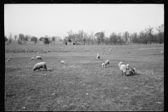 01596_Sheep grazing , unknown farm or location , possibly  Tennessee