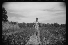 1634_Rehabilitation client picking peas  Batesville, Arkansas