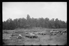 1636_Considerable amount of felled trees , probably Arkansas