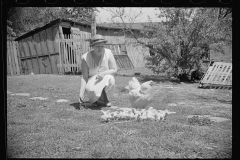 1638_Farmers wife with hat, hen and chicks , Granger Homesteads