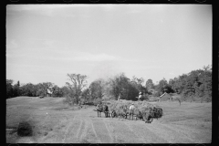 1675_Wagon of hay; hay-making , Vermont