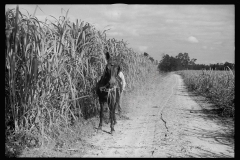 1706_ Maize crop , mule and farmer