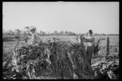 1711_Probably Sorghum harvest , possibly Georgia