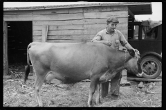 1725_Resettled farmer tending to cow