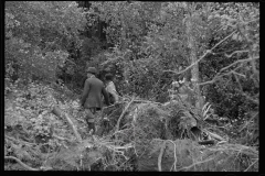 1730_Clearing trees , Berwyn project , Maryland