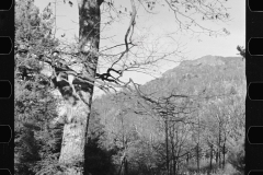 1736_ forested hillside _wooded hill side , probably Shenandoah , Virginia