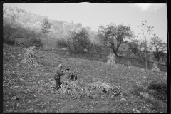 1740_Sourgum harvest Virginia