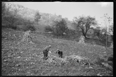 1741_Sourgum harvest Virginia