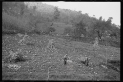 1742_Sourgum harvest Virginia