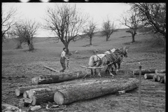 1803_Using horses to haul lumber , possibly Vermont