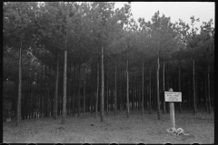 1809_White Pine , Battell Research Forest , Middlebury , Vermont