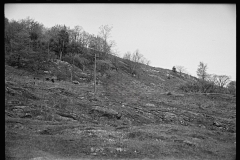 1841_cattle grazing on rocky sloping ground, location unknown