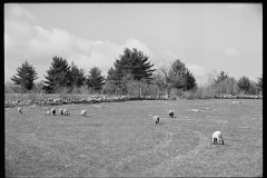 1847_Sheep with lambs on  good grass, unknown location