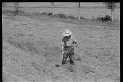 1879_Raking Hay , unknown farmer or location