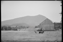 1880_Mowing hay , level ground , unknown location