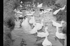 1887_Ducks and geese  on water, unknown location , possible close to fair.