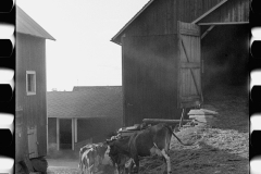 1889_Possibly cows returning for milking , farm and location unknown