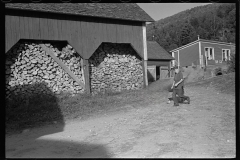 1890_ Possibly cow (straggler)  returning for milking , farm and location unknown