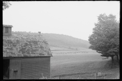 1891_Over-cast day , dairy farm , herd  grazing in the distance ,unknown location