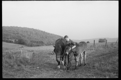 1894_Young farmer with horse and foal , unknown farm or location