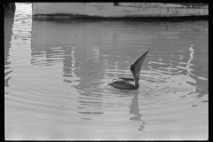 1958_Probably pelican swimming, unknown location