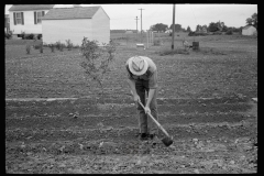 1977_Farmer tilling  vegetable crop , Decatur Homesteads