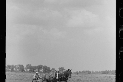 1988_ Mechanical horse drawn tillage in field with crop,