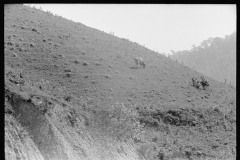 2004_Soil erosion and slippage, steep hillside tree planted . Possibly Kentucky