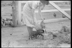 2010_Feeding the chickens , possibly Wabash Farms  Indiana