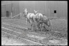 2014_Horse drawn harrow ,  possibly Wabash Farms  Indiana