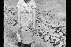 2058_Harvesting possibly kale ,possibly share cropper,  unknown location