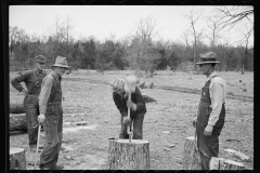 2068_Splitting shingles, Wilson Cedar Forest, near Lebanon, Tennessee