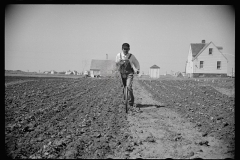 2095_Miner-farmer working his land at the Granger Homesteads