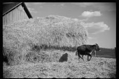 2152_Dairy barn with outside haystack, Chattanooga, Tennessee