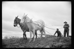 2162_Preparing the fields for spring planting, North Carolina