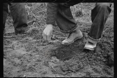 2180_Planting locust root cutting, Natchez Trace Project,  Lexington, Tennessee