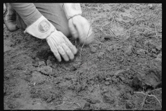 2181_Planting locust root cutting, Natchez Trace Project,  Lexington, Tennessee